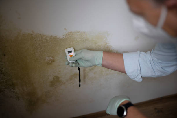 Best Toxic Mold Removal  in Dunlap, IA