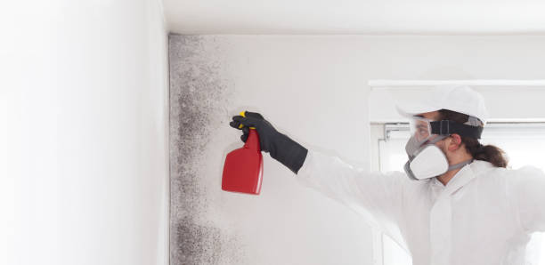 Best Local Mold Removal Service  in Dunlap, IA