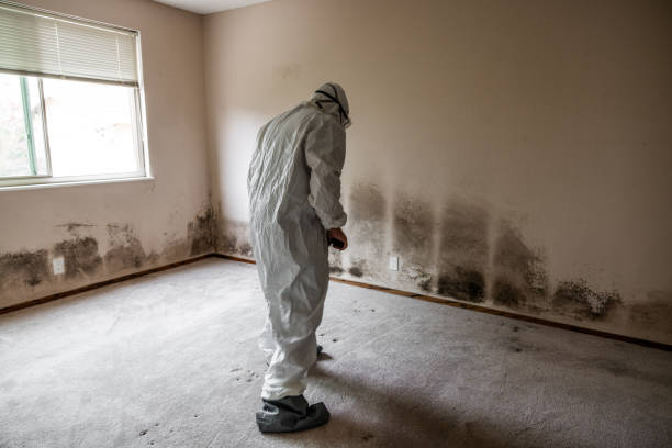 Best Professional Mold Removal  in Dunlap, IA