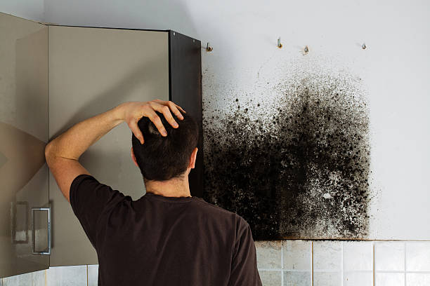 Best Mold Remediation Experts  in Dunlap, IA